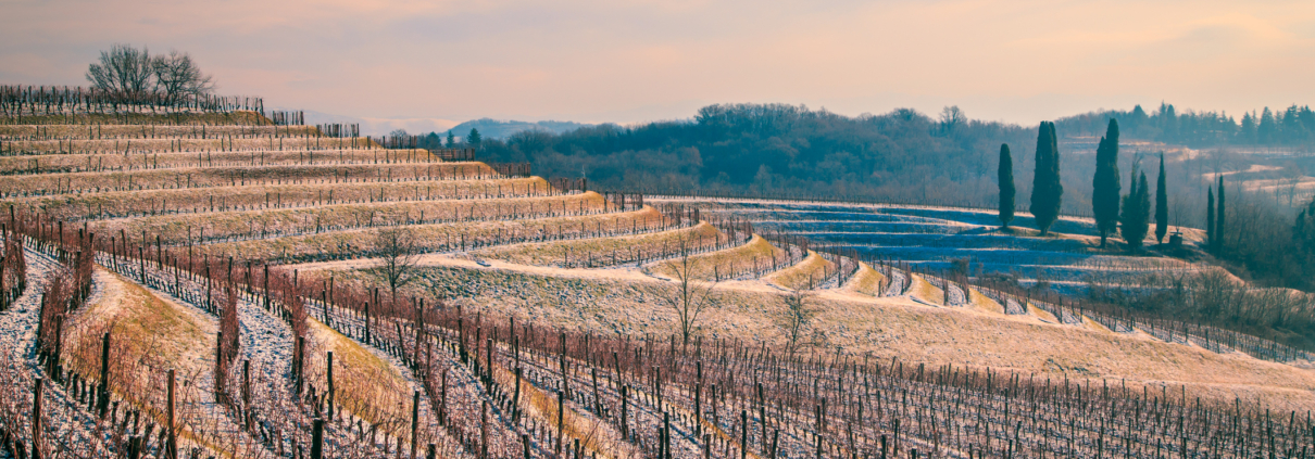 filari di vigne in inverno